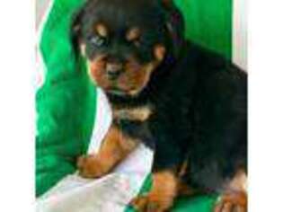 Rottweiler Puppy for sale in Wakarusa, IN, USA