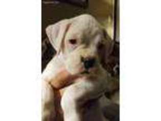 Boxer Puppy for sale in Rock Hill, SC, USA