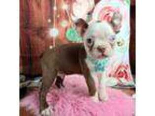 Boston Terrier Puppy for sale in Carthage, TX, USA