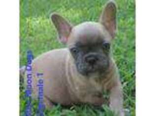 French Bulldog Puppy for sale in Big Cabin, OK, USA