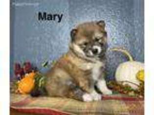 Shiba Inu Puppy for sale in Howe, IN, USA