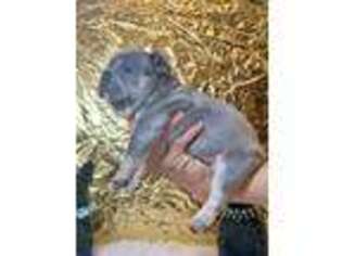 French Bulldog Puppy for sale in Silver Spring, MD, USA