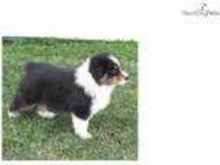 Australian Shepherd Puppy for sale in Tulsa, OK, USA