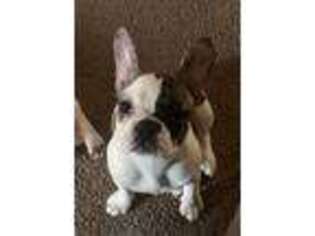 French Bulldog Puppy for sale in Asheboro, NC, USA