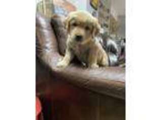 Golden Retriever Puppy for sale in Cranston, RI, USA