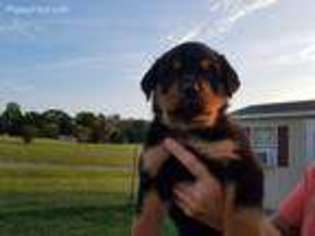 Rottweiler Puppy for sale in Danville, PA, USA
