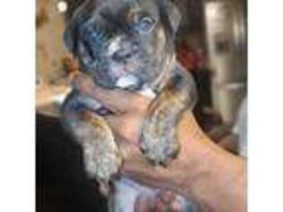 Olde English Bulldogge Puppy for sale in Paducah, KY, USA