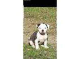 American Bulldog Puppy for sale in Duncanville, TX, USA