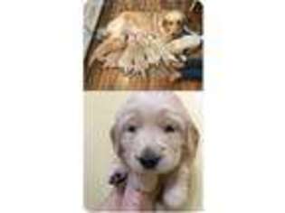 Golden Retriever Puppy for sale in Panama, NY, USA