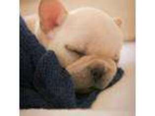French Bulldog Puppy for sale in Middle River, MD, USA