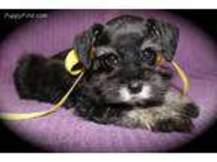 Mutt Puppy for sale in Annabella, UT, USA
