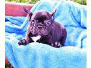 French Bulldog Puppy for sale in Lufkin, TX, USA