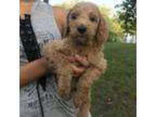 Goldendoodle Puppy for sale in Elkhart, IL, USA