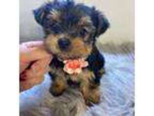 Yorkshire Terrier Puppy for sale in Seneca, SC, USA