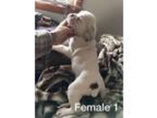 Olde English Bulldogge Puppy for sale in Chinook, MT, USA