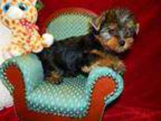 Yorkshire Terrier Puppy for sale in Center Point, TX, USA