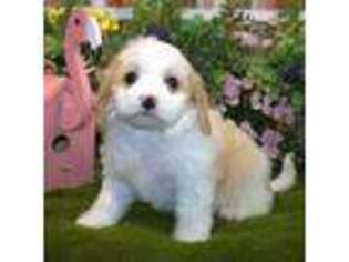 Cavachon Puppy for sale in Hutchinson, KS, USA