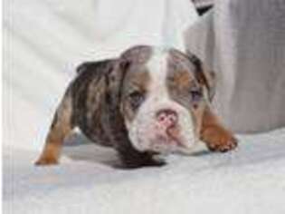 Bulldog Puppy for sale in Alamogordo, NM, USA