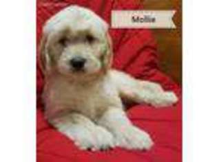 Goldendoodle Puppy for sale in Granger, WA, USA