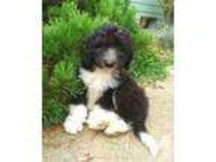 Mutt Puppy for sale in MORGANTOWN, WV, USA