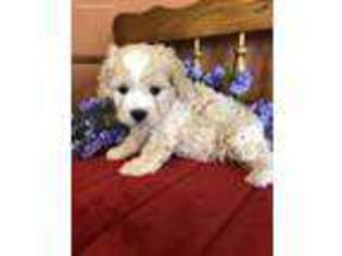 Cavachon Puppy for sale in Seneca, KS, USA