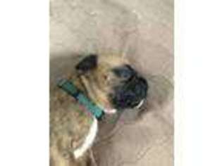 Boxer Puppy for sale in Commack, NY, USA