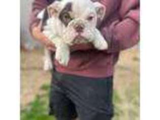 Medium Photo #1 Bulldog Puppy For Sale in Springfield, MO, USA