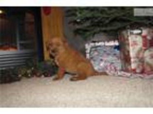 Labrador Retriever Puppy for sale in Fargo, ND, USA