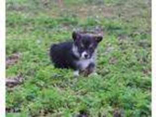 Pembroke Welsh Corgi Puppy for sale in Grovespring, MO, USA