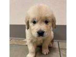 Golden Retriever Puppy for sale in Bethlehem, PA, USA