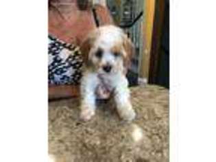 Cock-A-Poo Puppy for sale in Massapequa, NY, USA