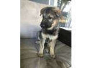 German Shepherd Dog Puppy for sale in Dowling, MI, USA
