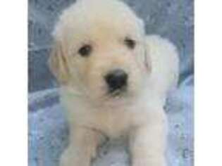Golden Retriever Puppy for sale in Brooks, KY, USA