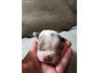 Boston Terrier Puppy for sale in Homer, GA, USA