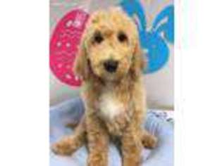 Goldendoodle Puppy for sale in Long Grove, IL, USA