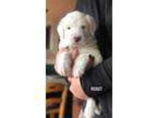 Old English Sheepdog Puppy for sale in Forest Ranch, CA, USA