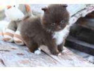 Pomeranian Puppy for sale in MILFORD, IN, USA
