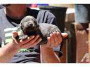 Labrador Retriever Puppy for sale in SALINAS, CA, USA
