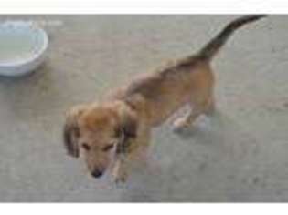 Dachshund Puppy for sale in Palm Bay, FL, USA