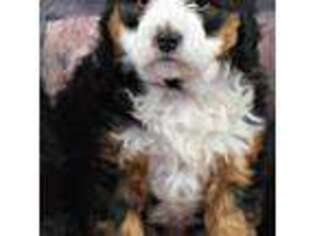 Mutt Puppy for sale in Nokesville, VA, USA