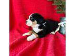 Greater Swiss Mountain Dog Puppy for sale in Chester, IL, USA