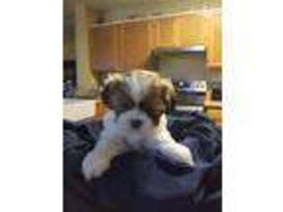 Lhasa Apso Puppy for sale in San Antonio, TX, USA