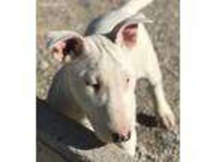 Bull Terrier Puppy for sale in Las Vegas, NV, USA