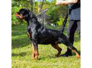Rottweiler Puppy for sale in Charlestown, RI, USA