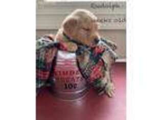 Golden Retriever Puppy for sale in Huntersville, NC, USA