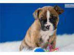 Beabull Puppy for sale in Youngstown, OH, USA