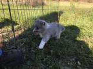 Border Collie Puppy for sale in Clinton, OH, USA