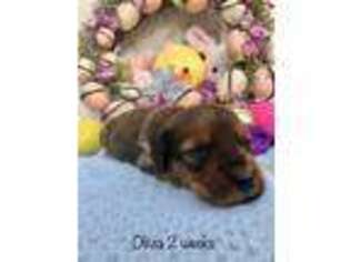 Dachshund Puppy for sale in Brookhaven, MS, USA