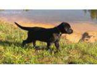 Labrador Retriever Puppy for sale in Fruitport, MI, USA