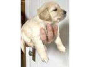 Golden Retriever Puppy for sale in Gibsonia, PA, USA